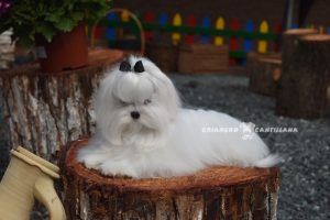 bichón maltés precio