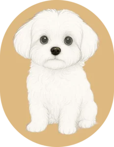 Comprar bichón maltés toy